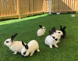 -萌宠亲子动物乐园(槐房万达店)