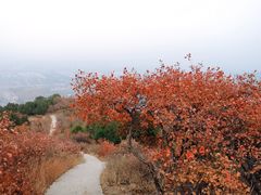 -北京西山国家森林公园