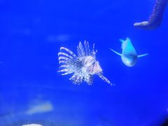 -江和美海洋公园