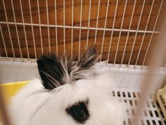 -猫猫幼稚园·撸猫·桌游·电玩