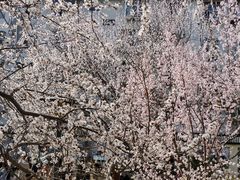 -桃花堤公园