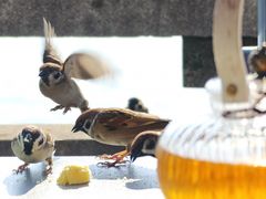 -湖畔居茶楼(湖滨店)