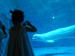 -芜湖新华联大白鲸海洋公园
