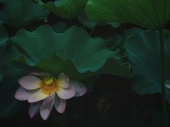 -蠡湖大桥公园