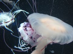 -成都浩海立方海洋公园