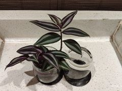 -三亚海韵度假酒店·渔人码头海鲜火锅BBQ自助餐厅·落日吧