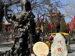 -大槐树寻根祭祖园