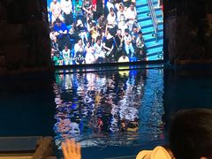 -芜湖新华联大白鲸海洋公园