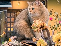 -喵屿·大理花园猫咖