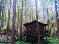 -黄海国家森林公园