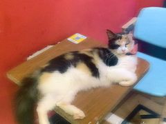 -猫色咖啡·猫咖