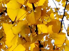 -四川大学(华西校区)