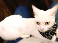 -猫色咖啡·猫咖
