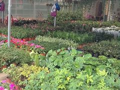 -三圣花乡旅游区