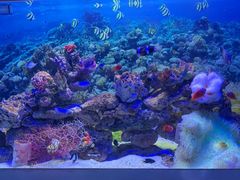 -芜湖新华联大白鲸海洋公园