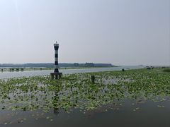 -微山湖红荷湿地景区