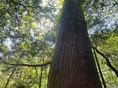 -天目山大树王景区