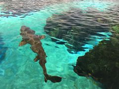 -瑞普利水族馆