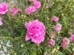 -田园东方蜜桃村的田野营地