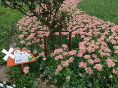-荷兰花海