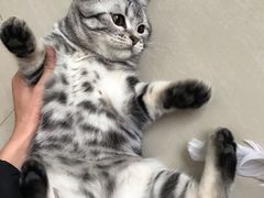 -宠福鑫康馨动物医院·骨科·眼科
