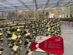 -建德果蔬乐园绪塘草莓基地