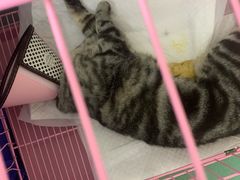 -瑞派旺宝宠物医院·犬猫全科综合·尿道专科(莲兴院)