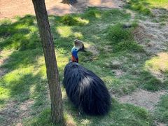 -西霞口神雕山野生动物世界