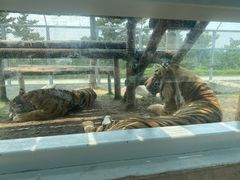 -西霞口神雕山野生动物世界