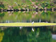-重庆彩云湖湿地公园