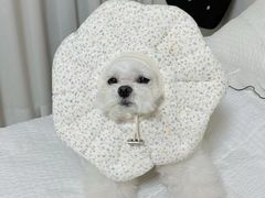 -萌宠之家·腊肠犬·马尔泰·小体犬舍