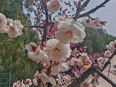-红螺寺