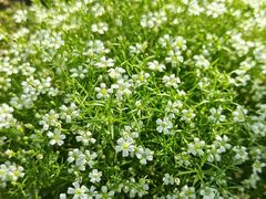 -石家庄市植物园