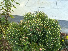 -长白岛森林公园