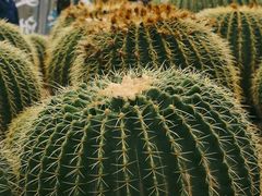 -深圳仙湖植物园
