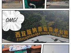 -西双版纳原始森林公园