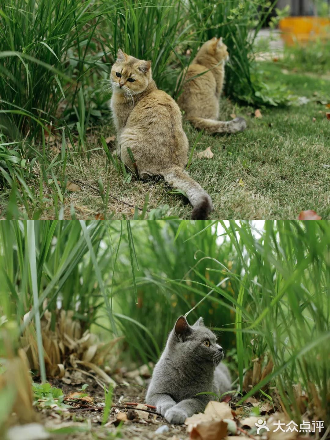 不用去巨猫岛｜杭州西溪湿地里就有萌宠天堂