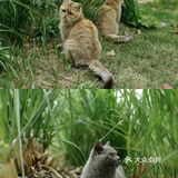 不用去巨猫岛｜杭州西溪湿地里就有萌宠天堂