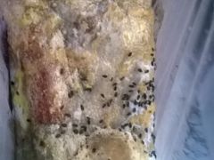 -新农村煎饼果子(香港花园店)