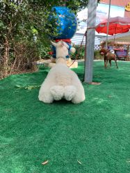 -萌宠亲子动物乐园(槐房万达店)