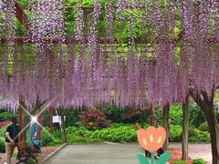 -嘉定紫藤园