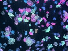 -珠海长隆海洋王国
