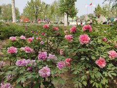 -曹州牡丹园