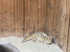 -上海大自然野生昆虫馆