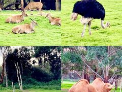 -威勒比开放式动物园