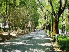 -长白岛森林公园