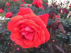 -人民公园(罗湖区)