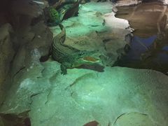 -沙沙哗啦海洋馆(华宇百花谷店)