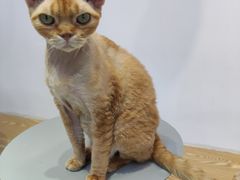 -Heymao猫咖.咖啡厅(东门店)