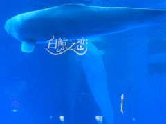 -海合安成都极地海洋公园